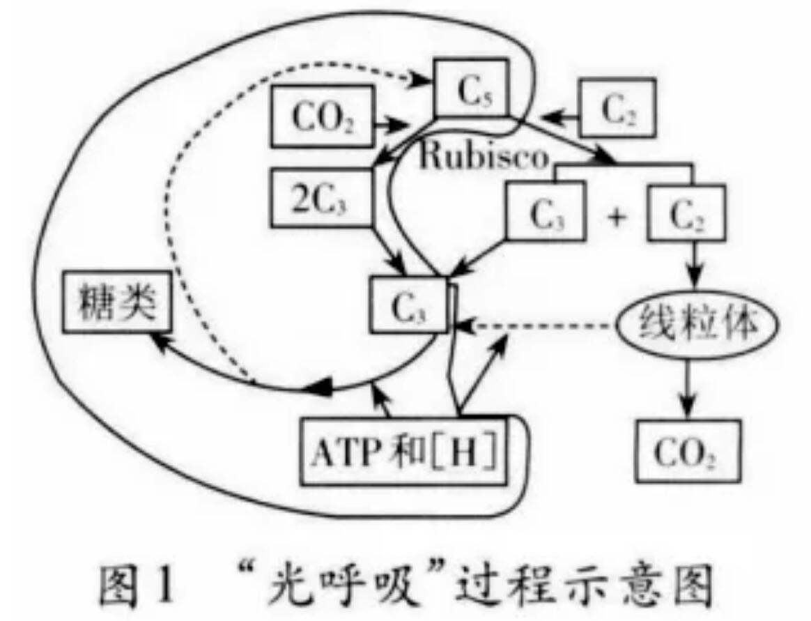 2024高考高中生物学情境题的解答处理方式