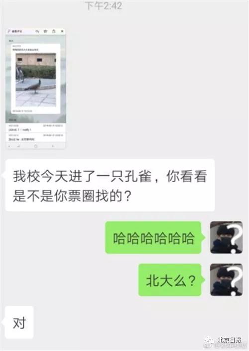 孔雀进北大