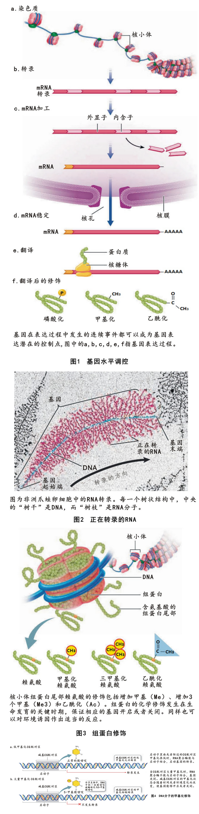 原核生物基因表达图片