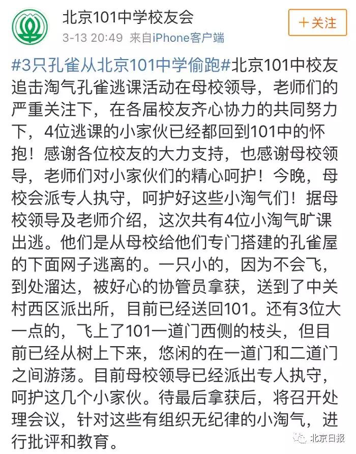 101中学找回孔雀
