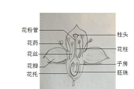 2026北京高考生物几种育种原理及方法分析