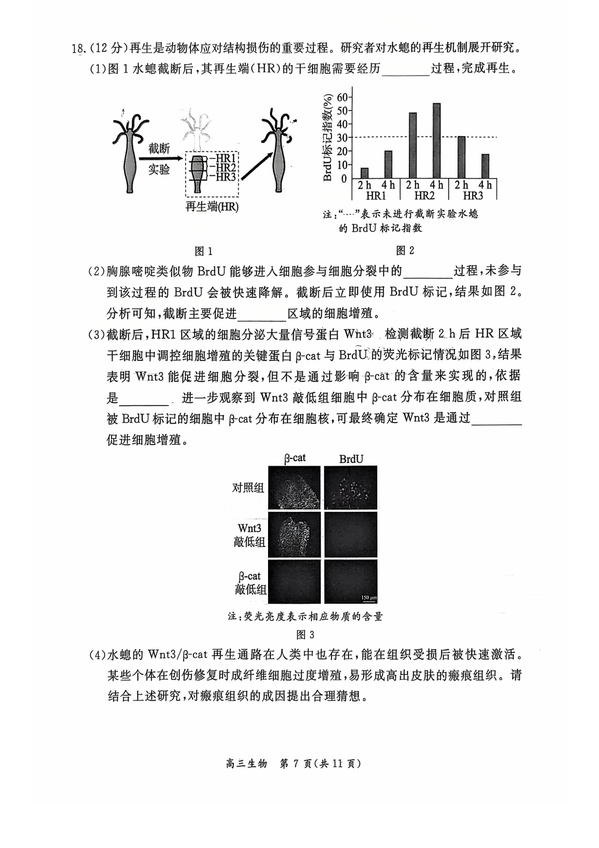2026北京东城高三一模生物试题及答案