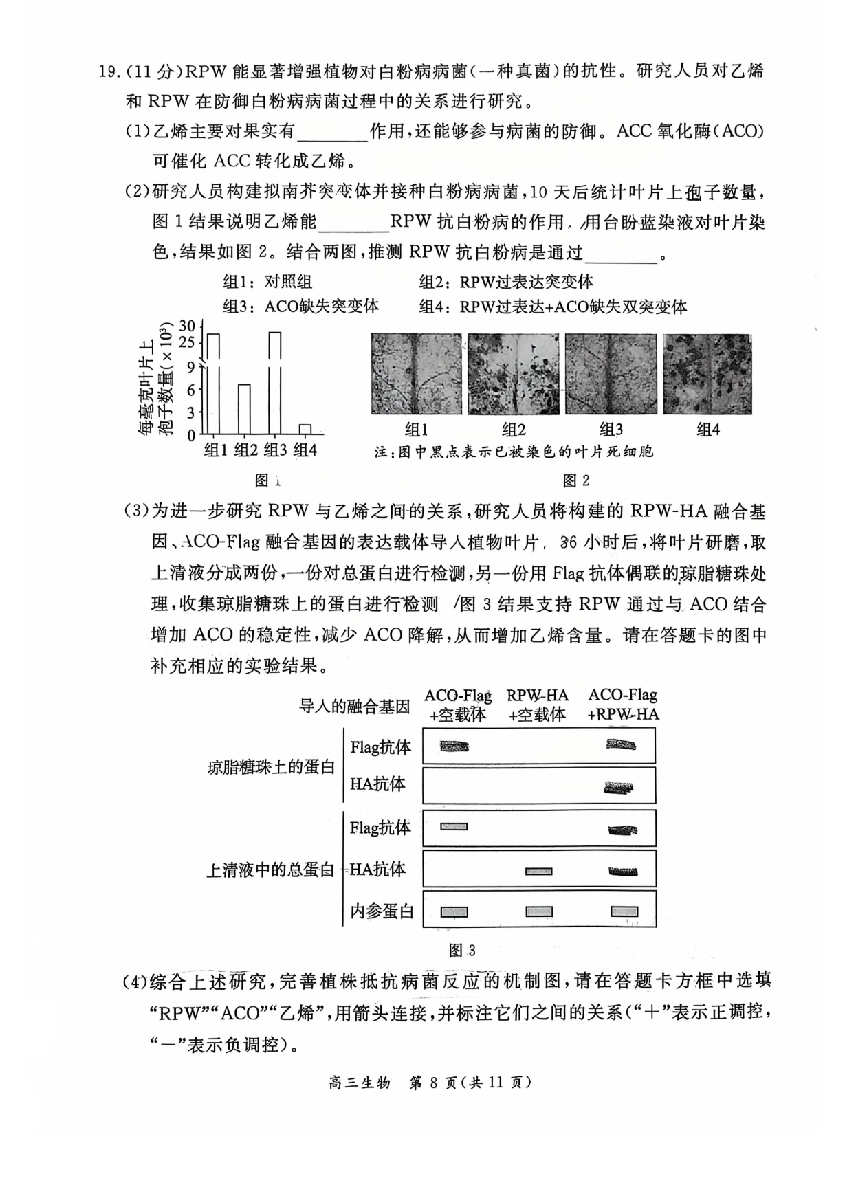 2026北京东城高三一模生物试题及答案