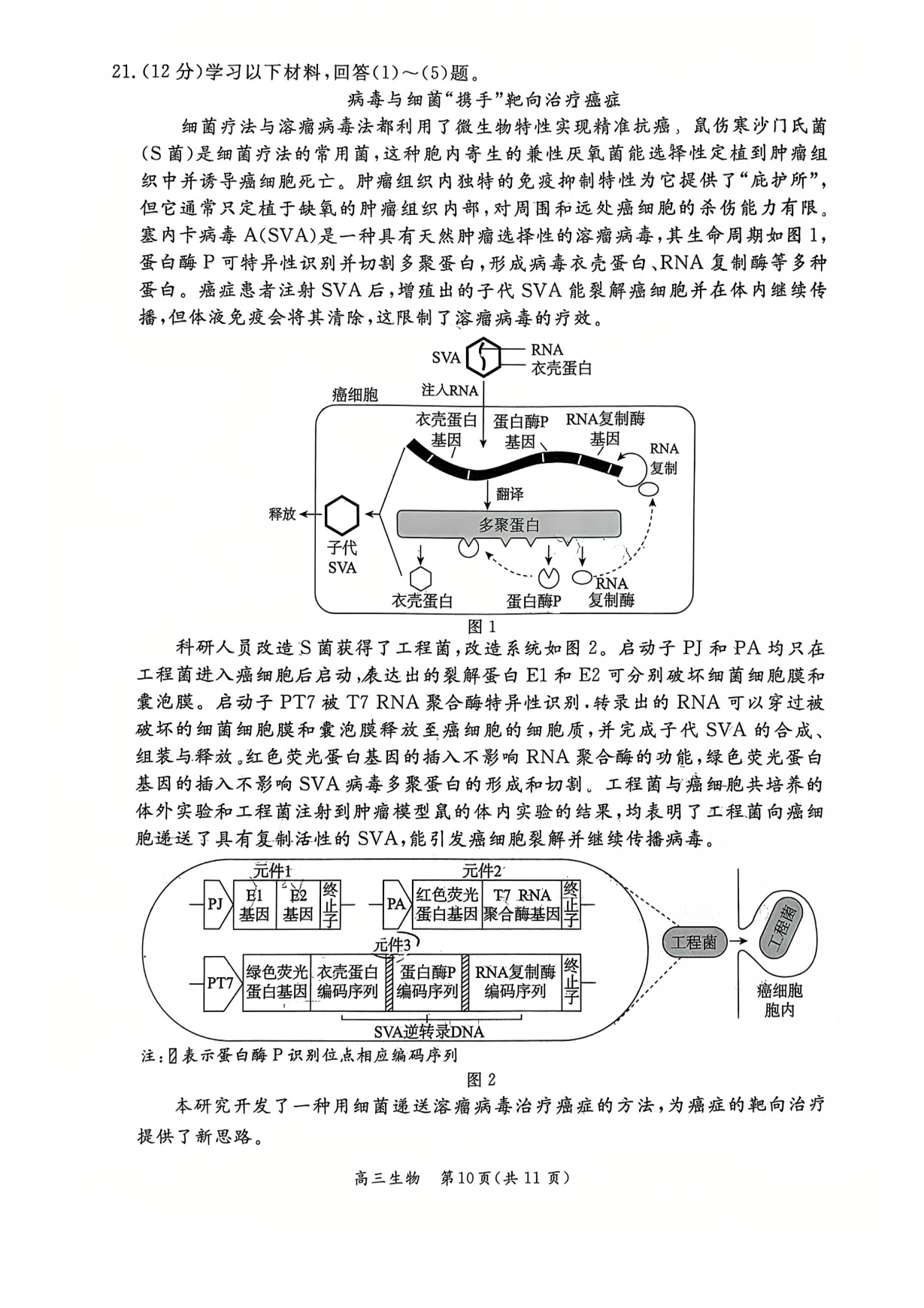 2026北京东城高三一模生物试题及答案